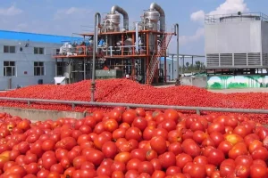 Maroc : la filière tomate table sur une baisse de production allant jusqu’à 30 % en 2023/2024
