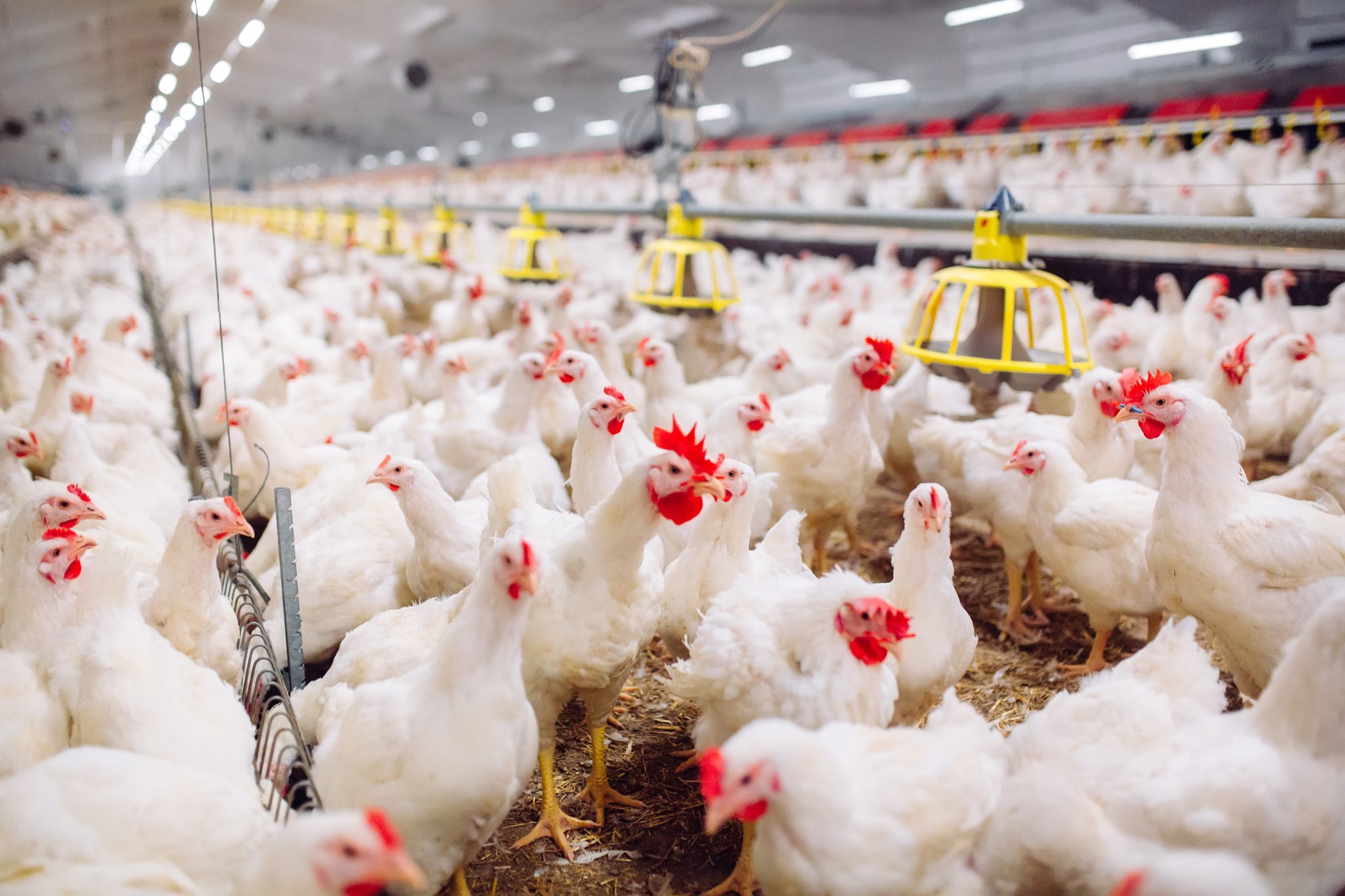 You are currently viewing Egypt : Cairo 3A aims to inject $32 million into the poultry industry by 2024