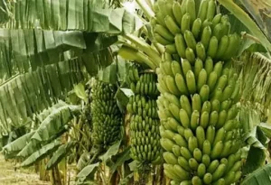 Financement de la filière banane plantain au Cameroun : Un coup d&rsquo;accélérateur