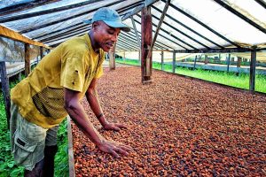 Le cacao santoméen, entre tradition et résilience
