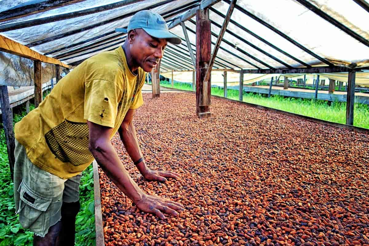 Lire la suite à propos de l’article Le cacao santoméen, entre tradition et résilience