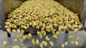 Côte d’Ivoire : la compétitivité de l’amande de cajou propulse les exportations vers 623 M$ en 2025