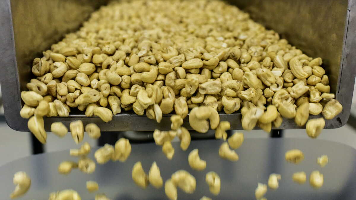 Lire la suite à propos de l’article Côte d’Ivoire : la compétitivité de l’amande de cajou propulse les exportations vers 623 M$ en 2025