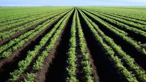 Offensive agricole ivoirienne au Gabon : une alliance stratégique sous veille économique
