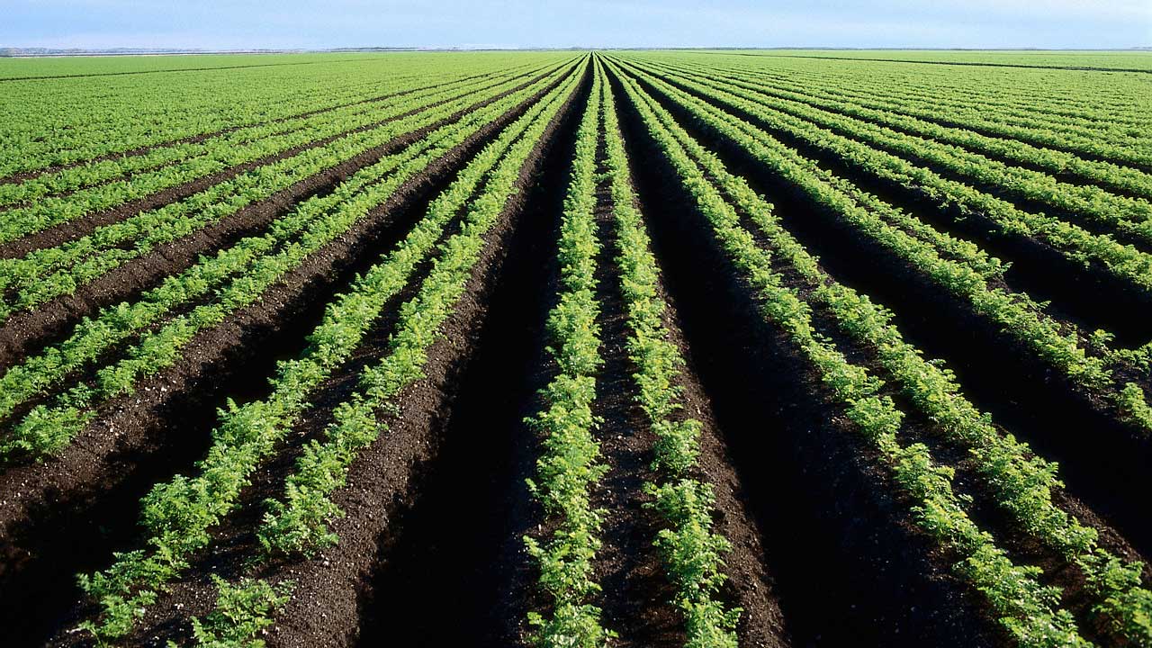 Lire la suite à propos de l’article Offensive agricole ivoirienne au Gabon : une alliance stratégique sous veille économique