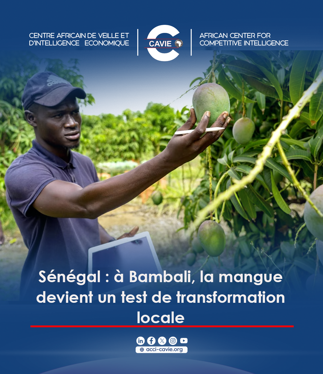 Lire la suite à propos de l’article Sénégal : à Bambali, la mangue devient un test de transformation locale